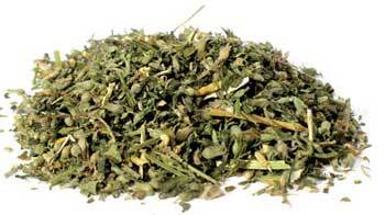 Catnip cut 1oz  (Nepeta cataria)